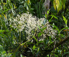 Image of Begonia parviflora Poepp. & Endl.