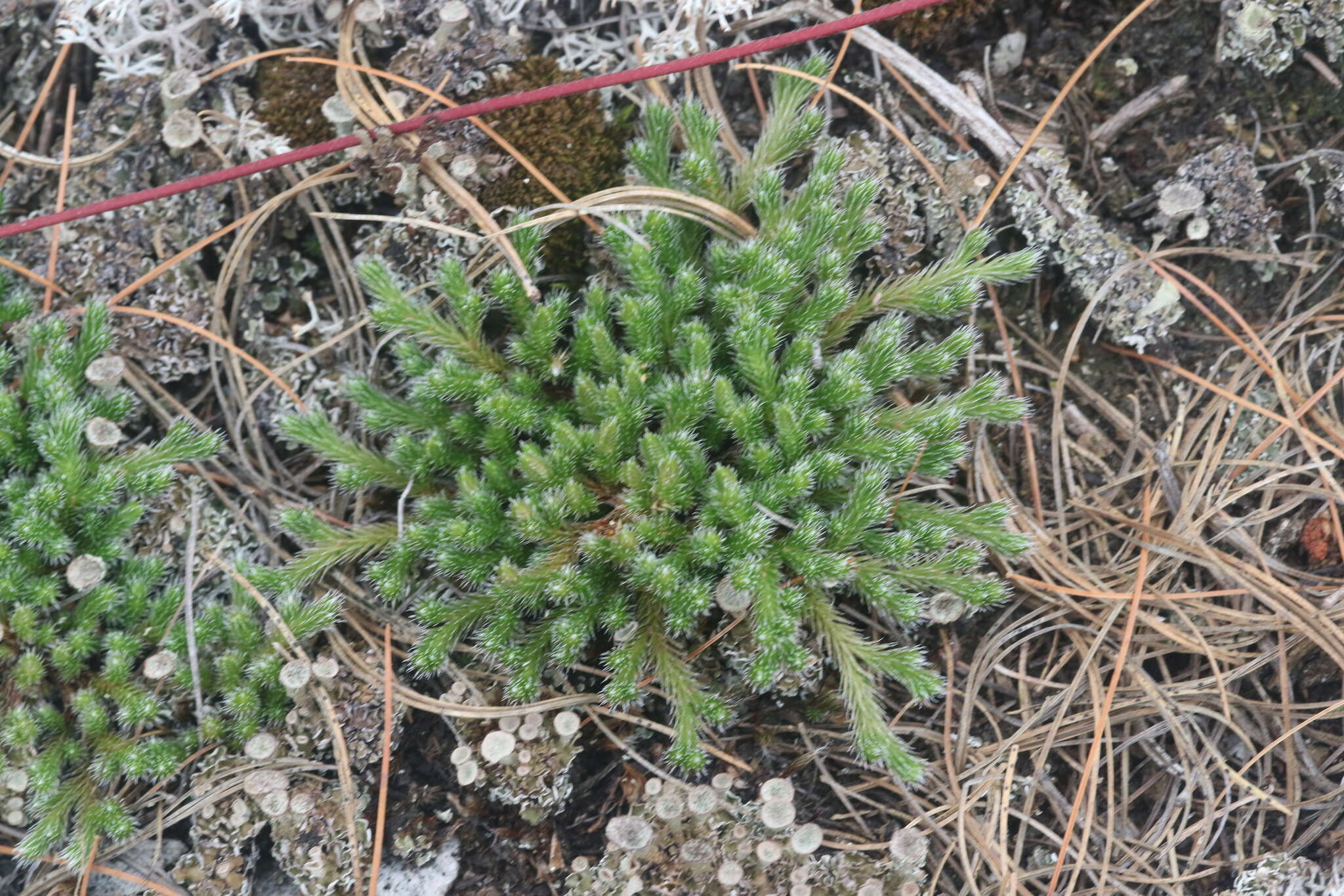 Image of northern selaginella