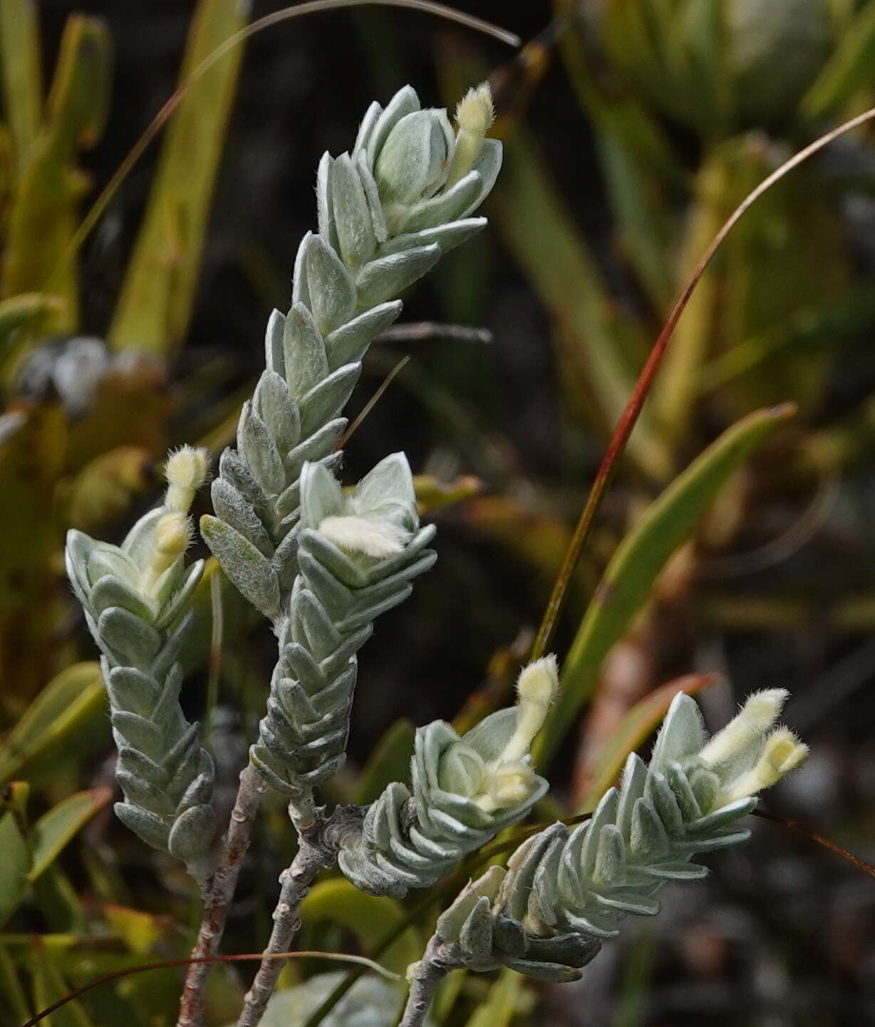 Image of Gnidia imbricata L. fil.