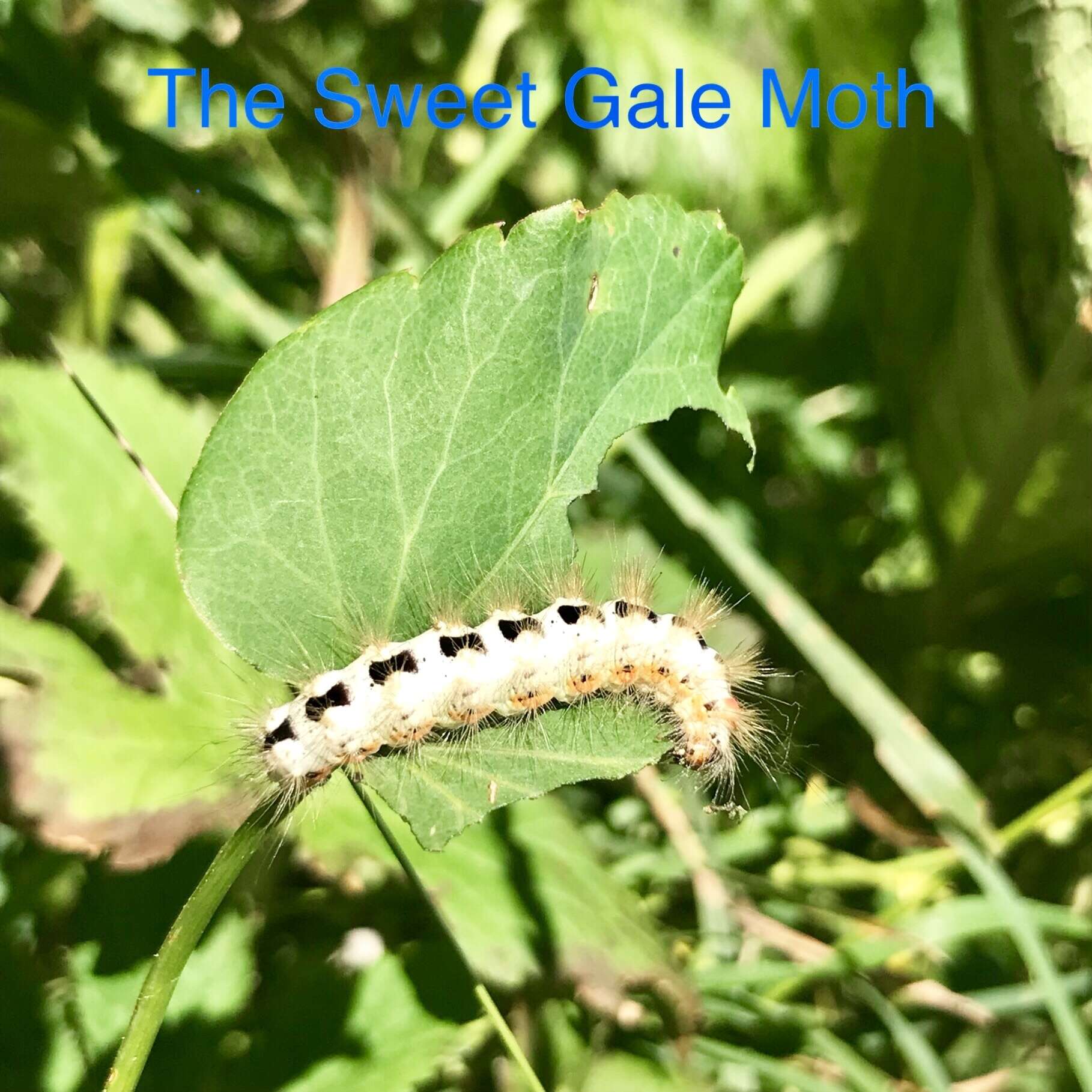 Image of sweet gale moth