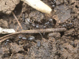 Image of Odorous House Ant