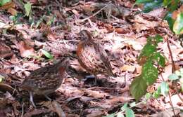 Image of Madagascan Buttonquail