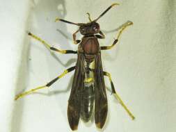 Image of Polistes annularis (Linnaeus 1763)