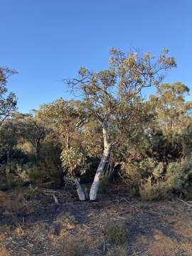 صورة Eucalyptus drummondii Benth.