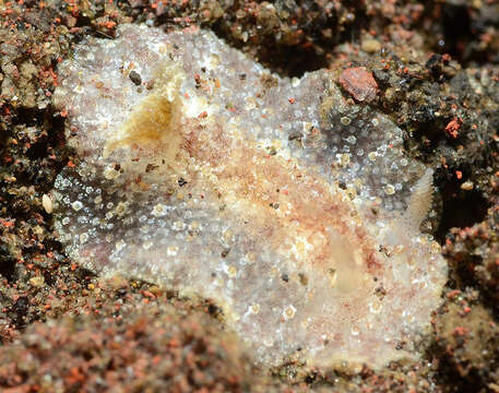 Plancia ëd Carminodoris bifurcata Baba 1993