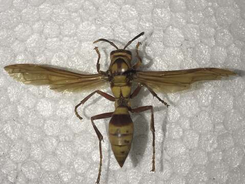 Imagem de Polistes major columbianus Bequard 1940