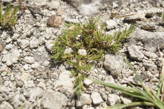 Image of Minuartia glomerata (M. Bieb.) Degen