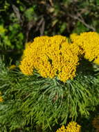 Image of Hymenolepis crithmifolia (L.) Greuter, M. V. Agab. & Wagenitz