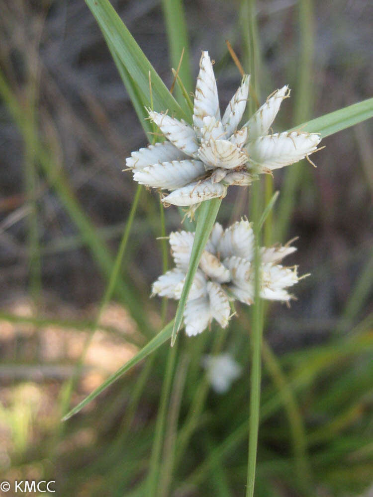 Imagem de Cyperus niveus var. leucocephalus (Kunth) Fosberg