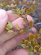 Image of Gaultheria colensoi Hook. fil.