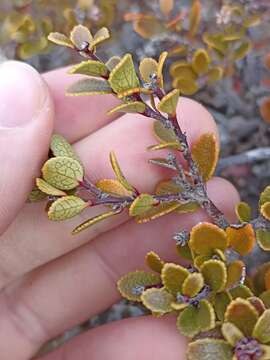 Imagem de Gaultheria colensoi Hook. fil.