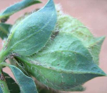 Plancia ëd Barleria macrostegia Nees