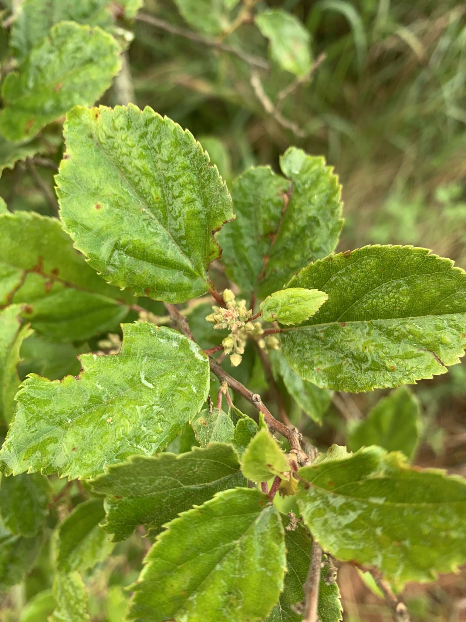 Image of False dogwood