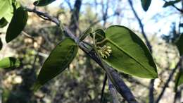 Diplolepis menziesii Schult. resmi