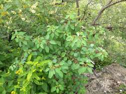 Image de Euphorbia schlechtendalii Boiss.