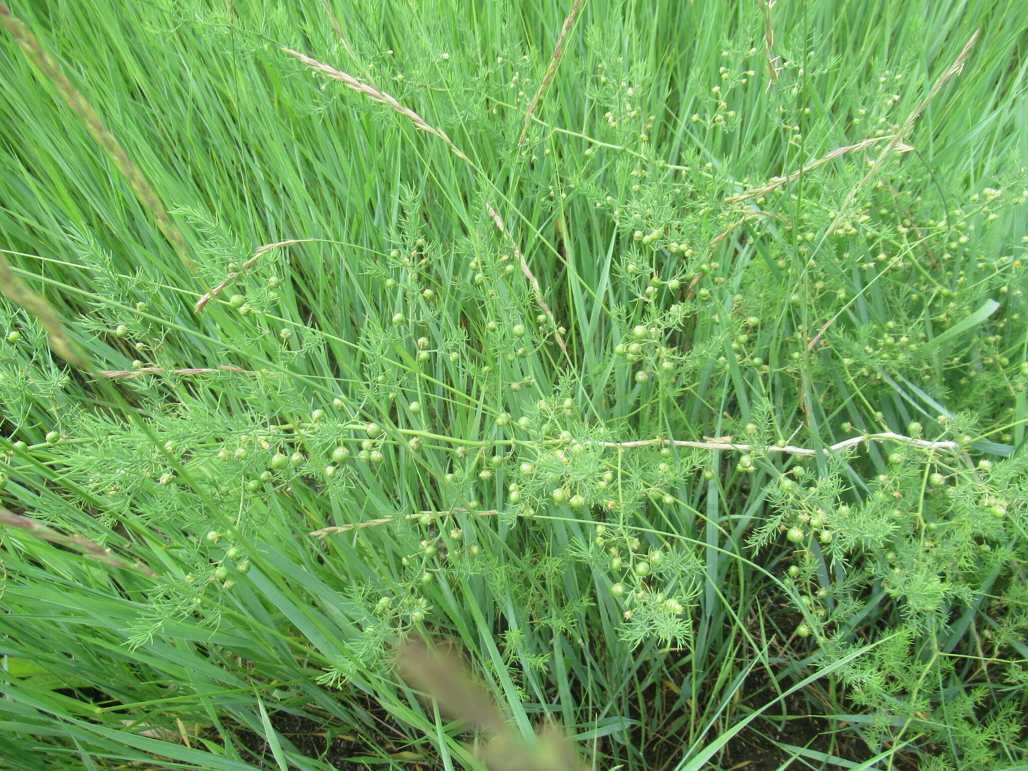 Image de Asparagus pallasii Miscz.