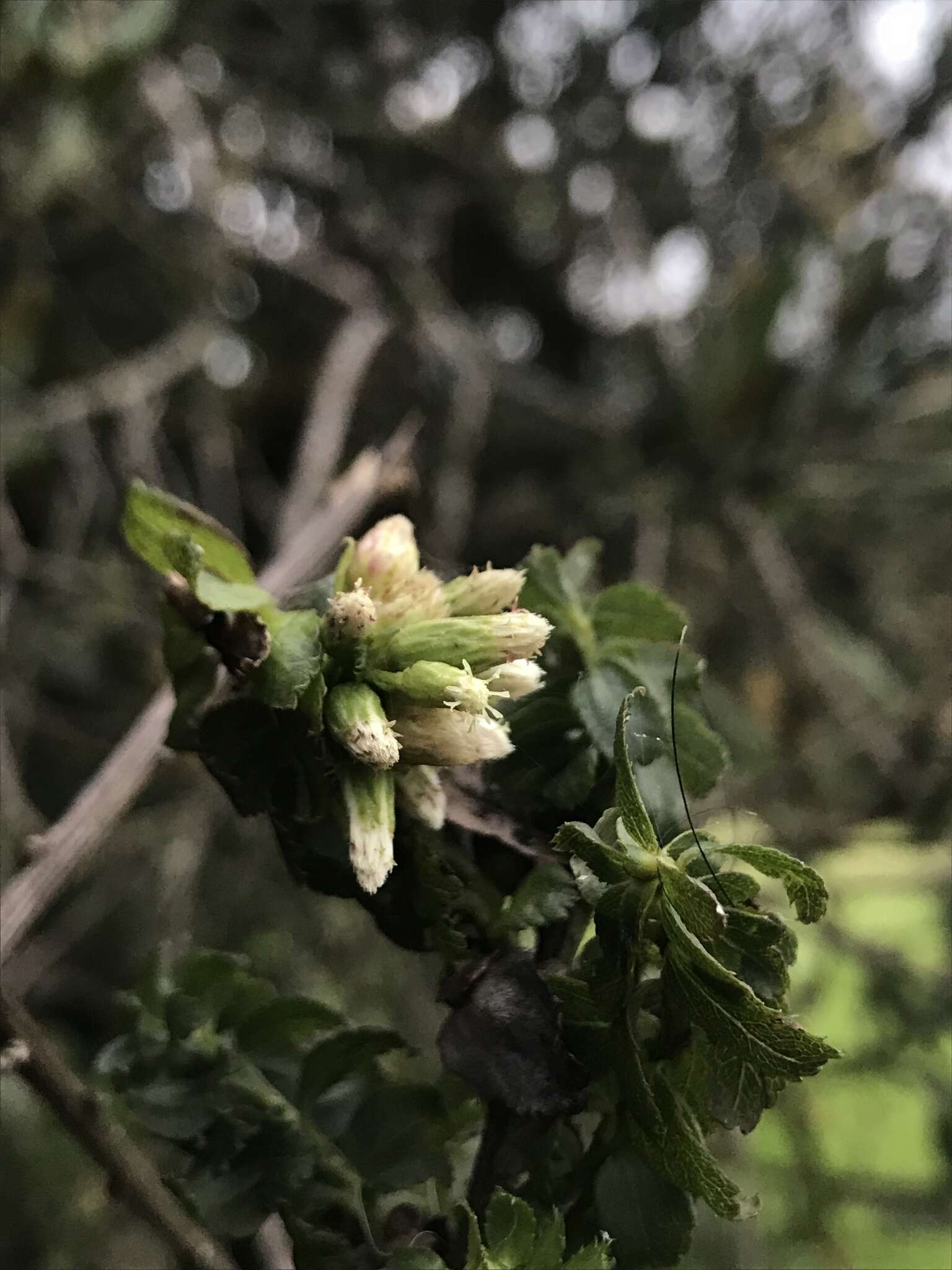 Image of Baccharis bogotensis Kunth