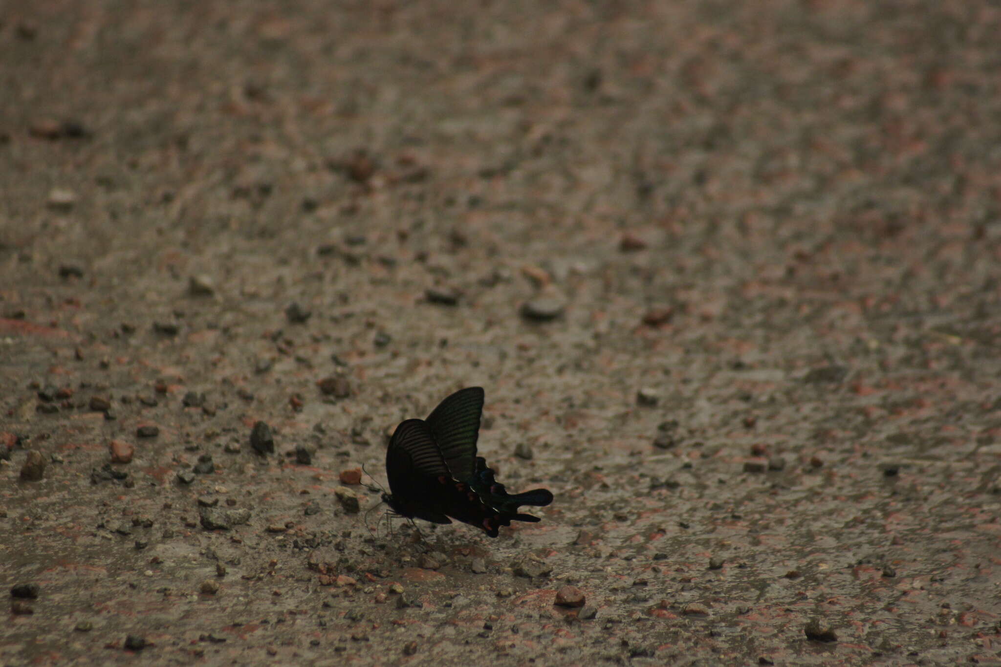 Image de Papilio bianor Cramer (1777)