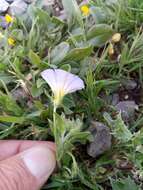 Image of Convolvulus tricolor subsp. cupanianus (Tod.) Cavara & Grande