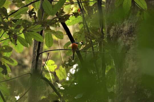 Image of Black-headed Paradise-Flycatcher