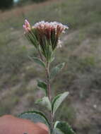 Stevia tomentosa Kunth resmi