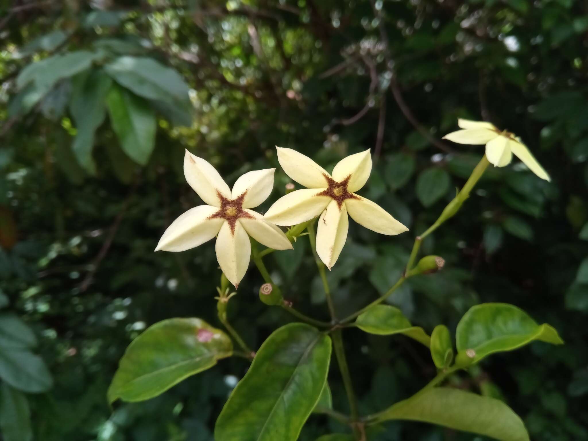 Image de Mussaenda arcuata Poir.