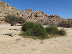 Image of Maerua juncea Pax