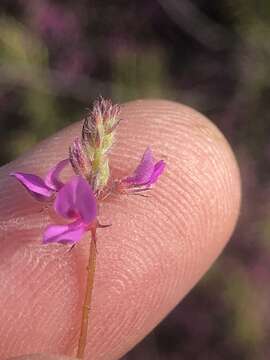 <i>Indigofera alopecuroides</i> var. <i>minor</i> E. Mey.的圖片