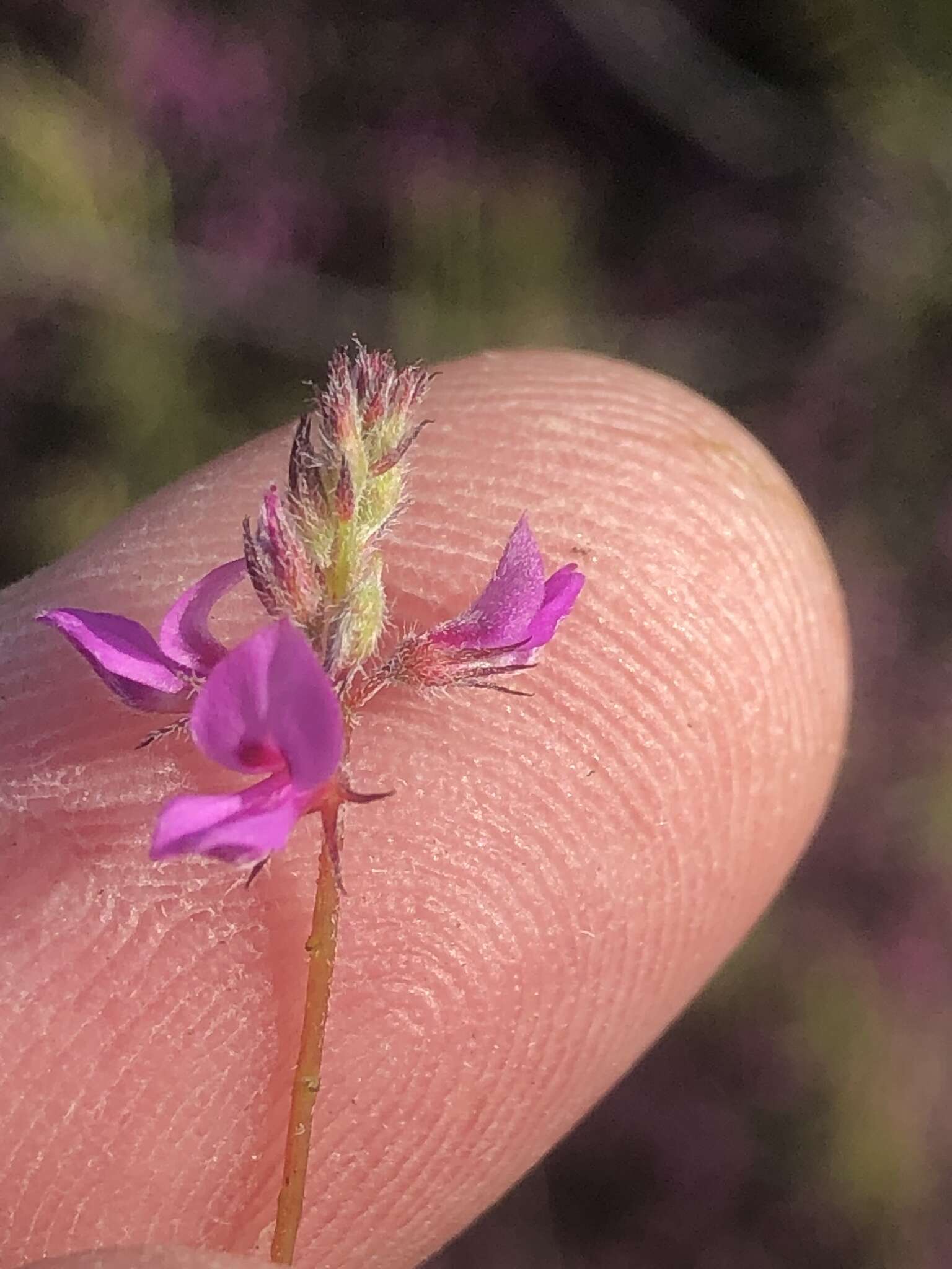 Image of <i>Indigofera alopecuroides</i> var. <i>minor</i> E. Mey.