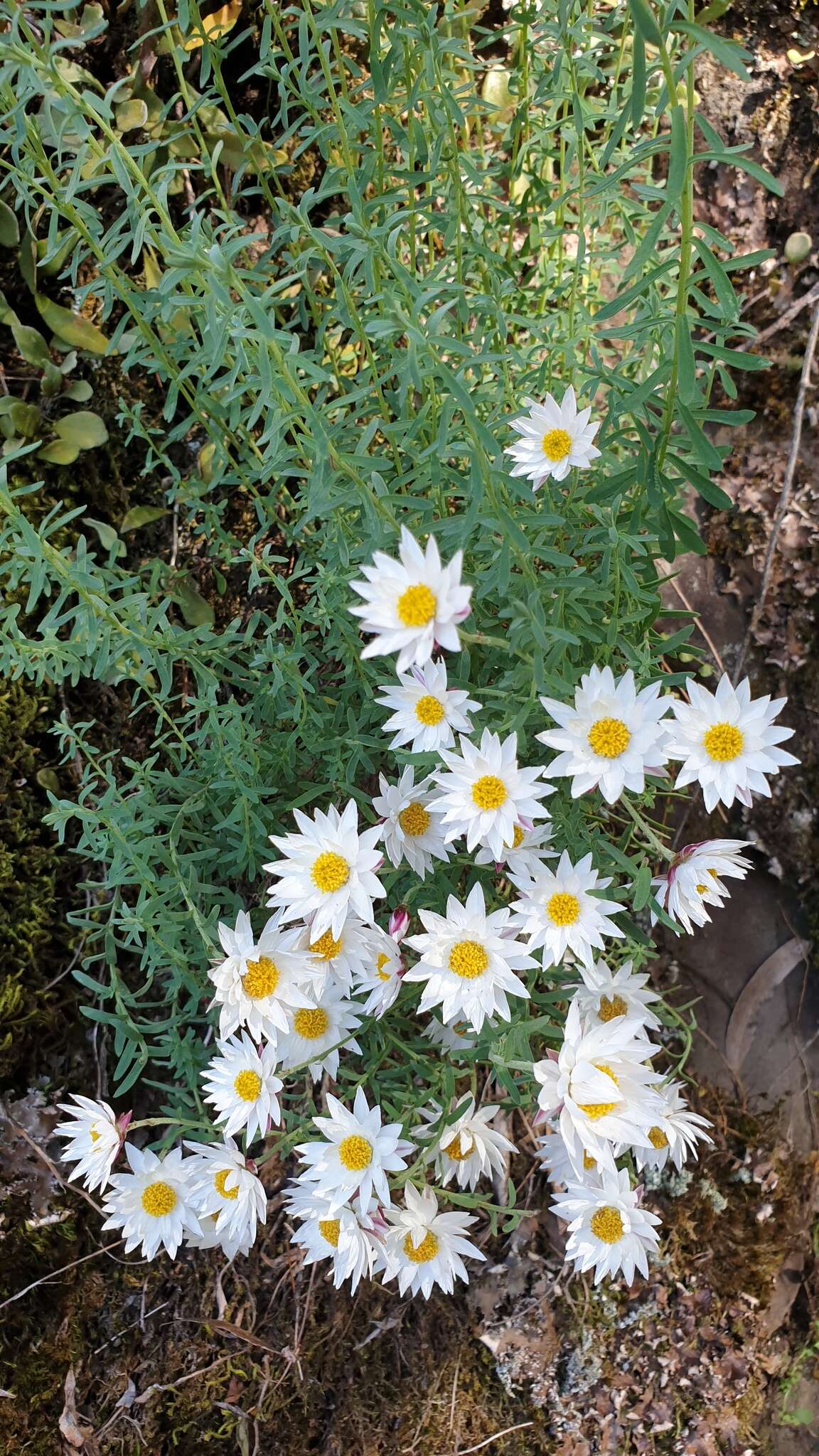 Image of Rhodanthe anthemoides (Spreng.) P. G. Wilson