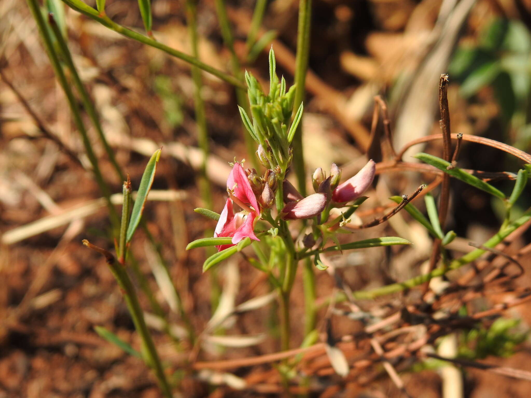 Imagem de Indigofera hilaris Eckl. & Zeyh.