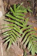 Sivun Amauropelta concinna (Willd.) Pic. Serm. kuva