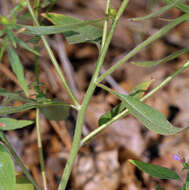 Clarkia heterandra (Torrey) H. Lewis & P. H. Raven resmi