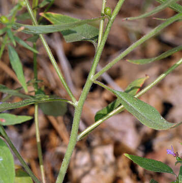 Clarkia heterandra (Torrey) H. Lewis & P. H. Raven resmi