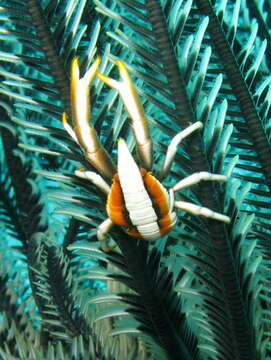 Image of Allogalathea babai Cabezas, Macpherson & Machordom 2011