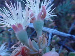 Imagem de Mesembryanthemum splendens subsp. pentagonum (L. Bol.) Klak