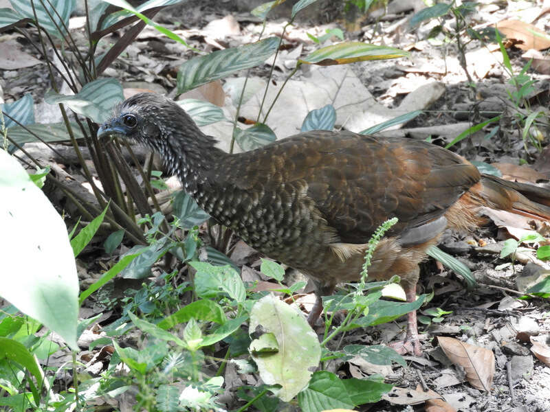 Image of Speckled Chachalaca