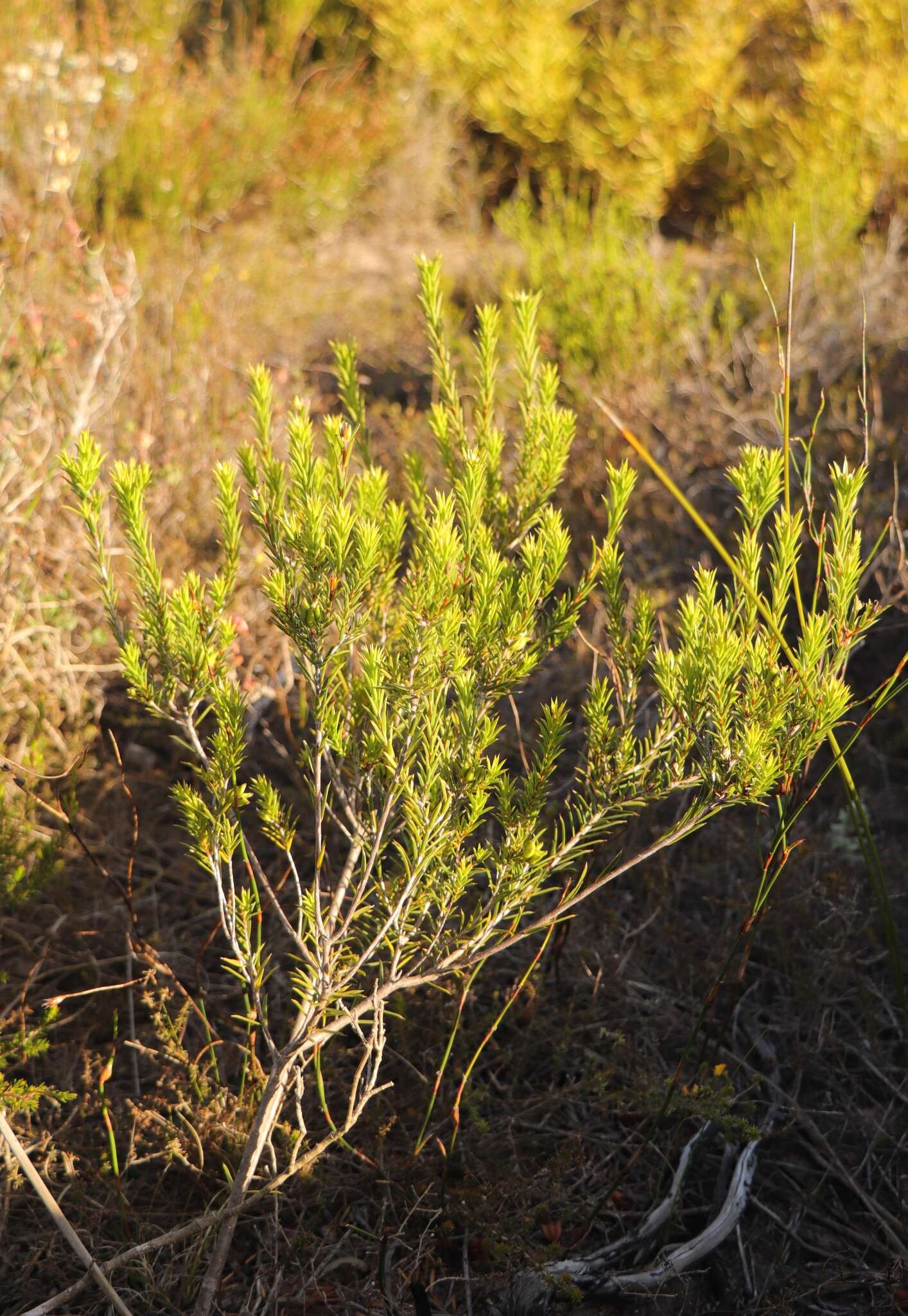 Image of Diosma aristata I. Williams