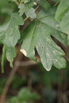 Sivun Caloptilia rufipennella (Hübner 1796) kuva