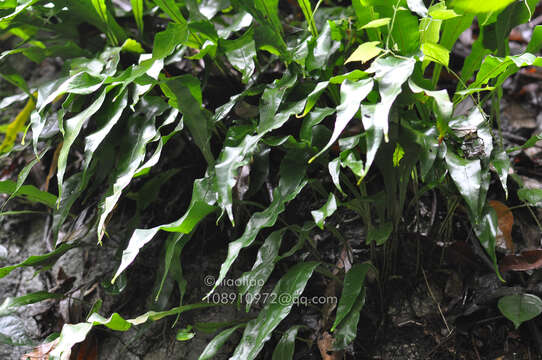 Image of Fortune's Ribbon Fern