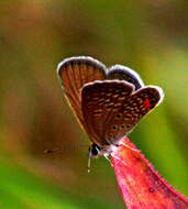 Image of Grass jewel