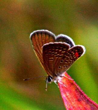 Image of Grass jewel