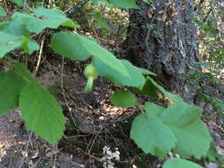 Image of Corylus cornuta subsp. californica (A. DC.) A. E. Murray