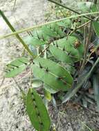 Image of Zanthoxylum nitidum (Roxb.) DC.