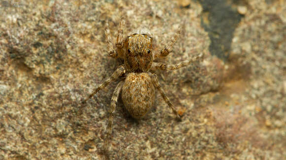 Image of Euophrys leipoldti Peckham & Peckham 1903