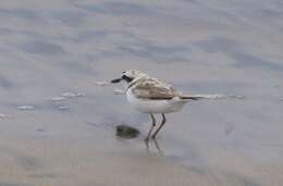 Image of Western snowy plover