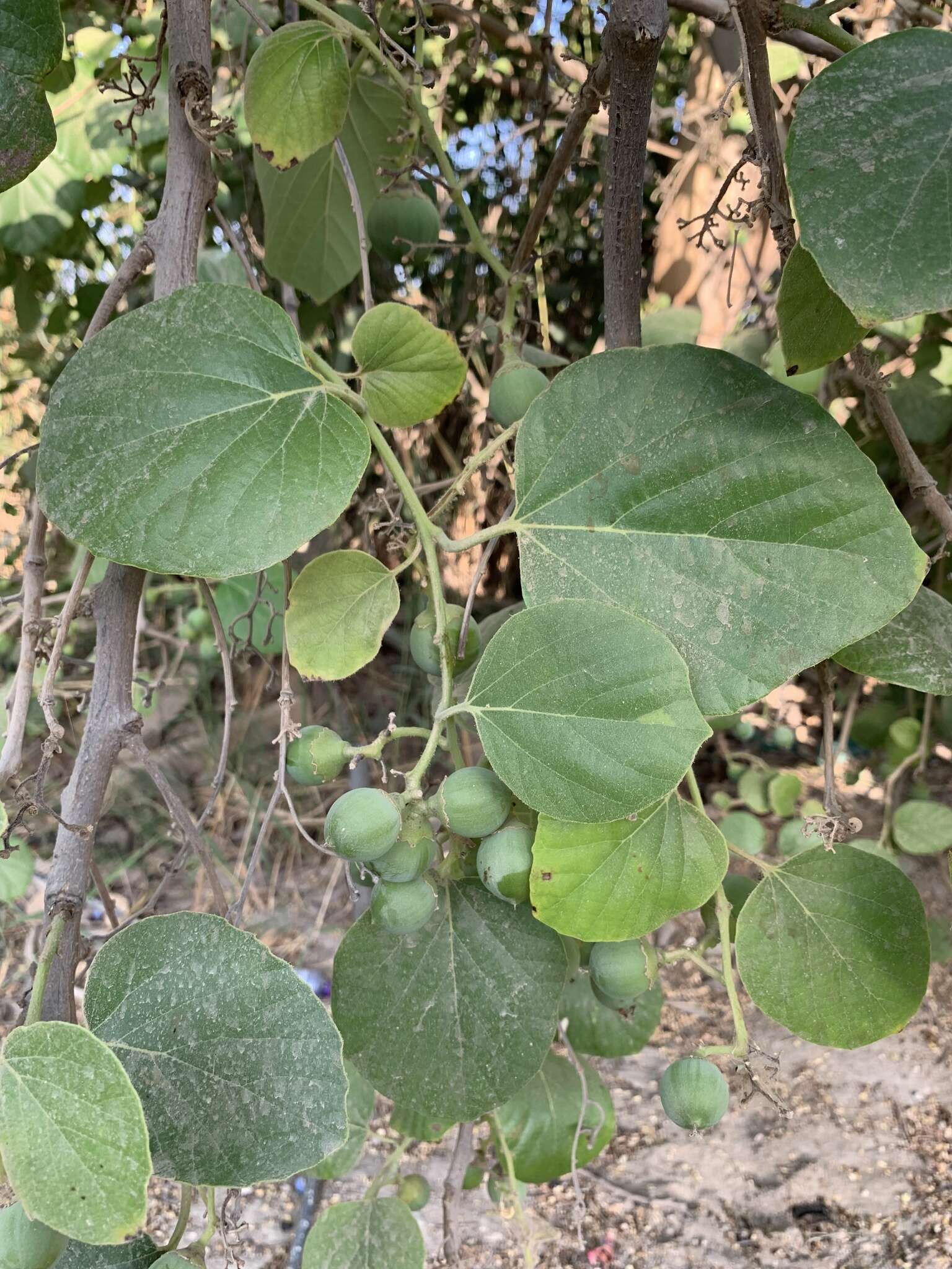 Image of Assyrian plum