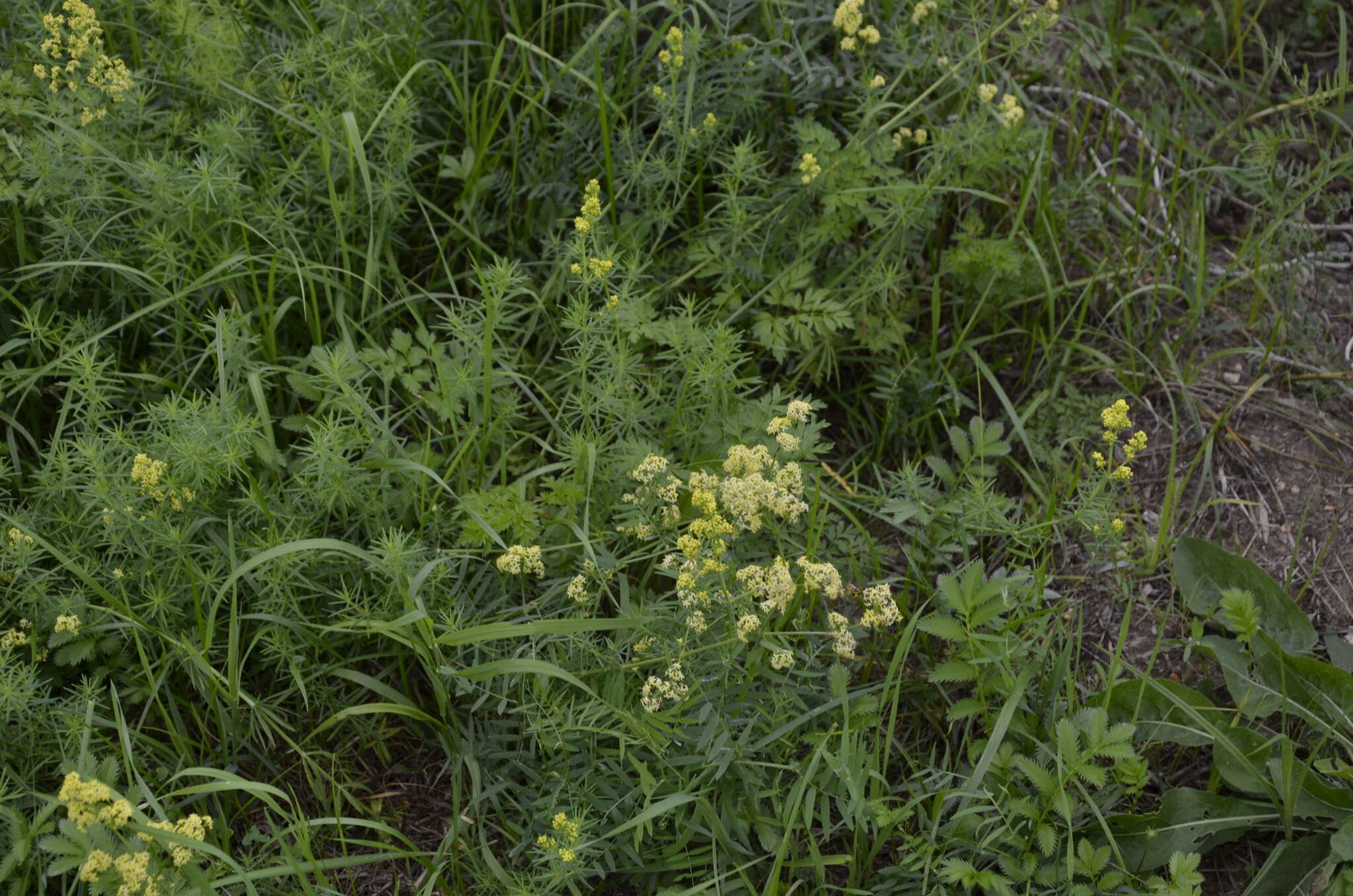 Plancia ëd Galium pomeranicum Retz.