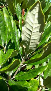 Слика од Rhododendron formosanum Hemsl.