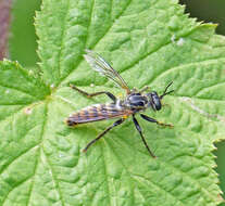 Image of Ceraturgus nigripes Williston 1886